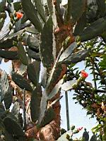 Opuntia Elatior (fam. Cactacees) (Amerique centrale, Colombie) (02) (Photo F. Mrugala)